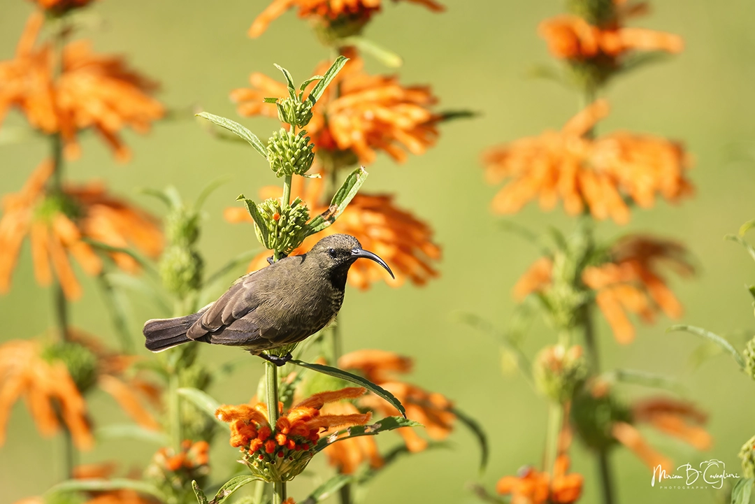 Sunbird taking nectar from my flowers